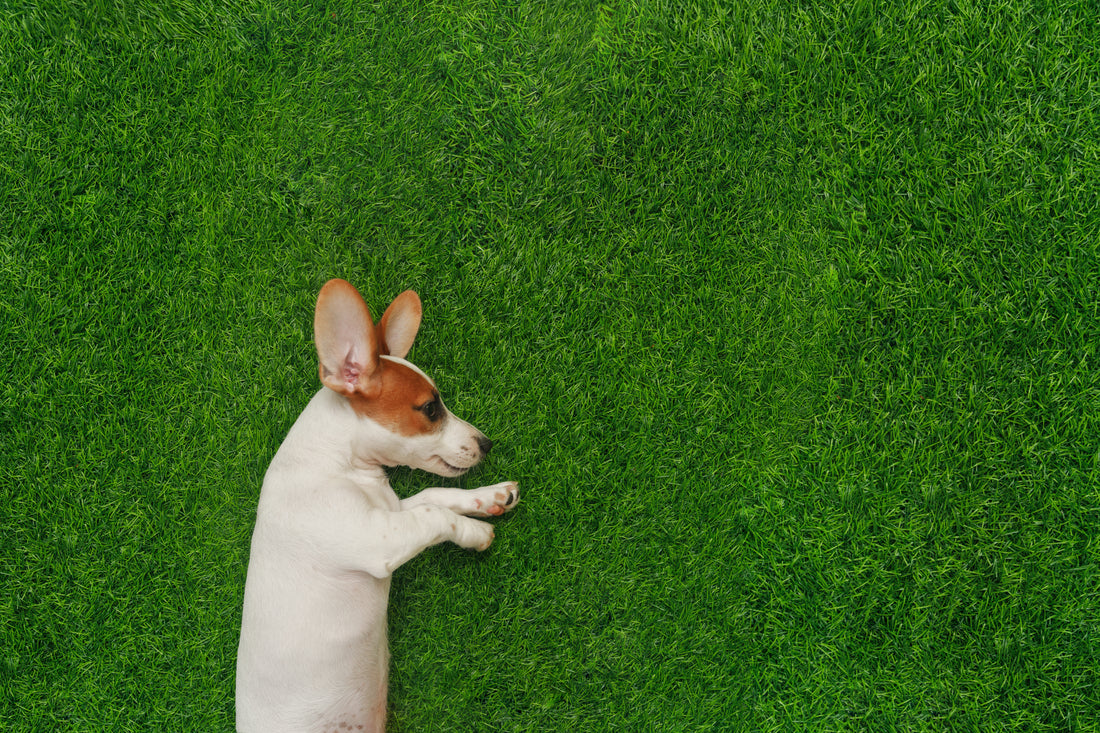 Is Artificial Grass Too Hot for Dogs